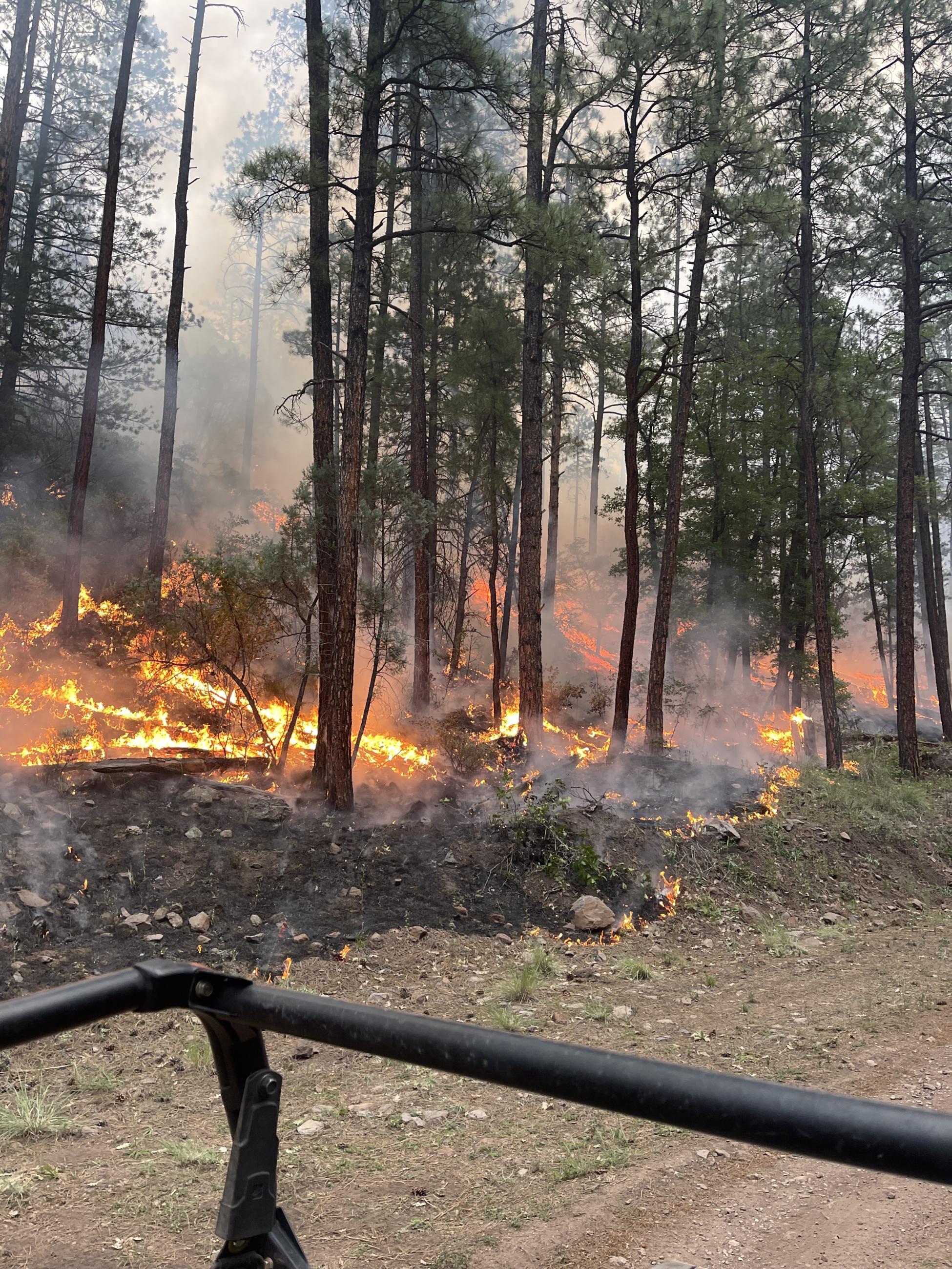 Picture is of active fire burning on the surface in a ponderosa pine forest in the Buckhorn Fire.  