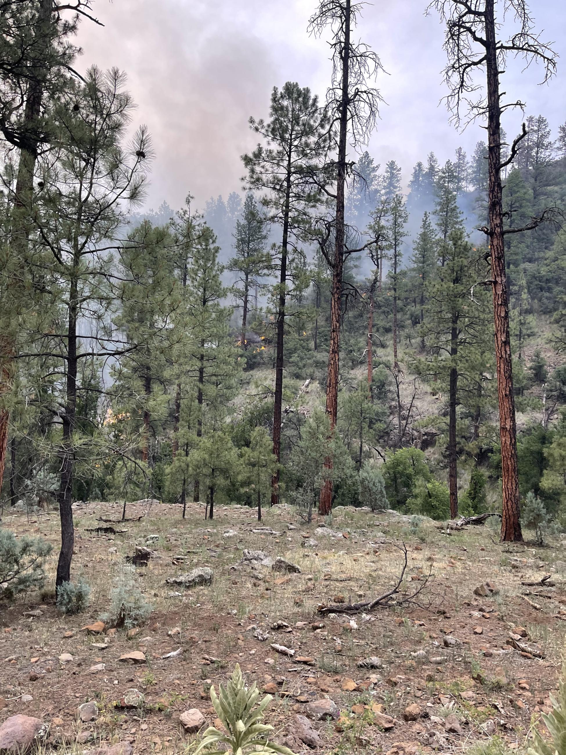 Picture shows an open area with tall ponderosa pine in the foreground and a smoke column rising in the background. 