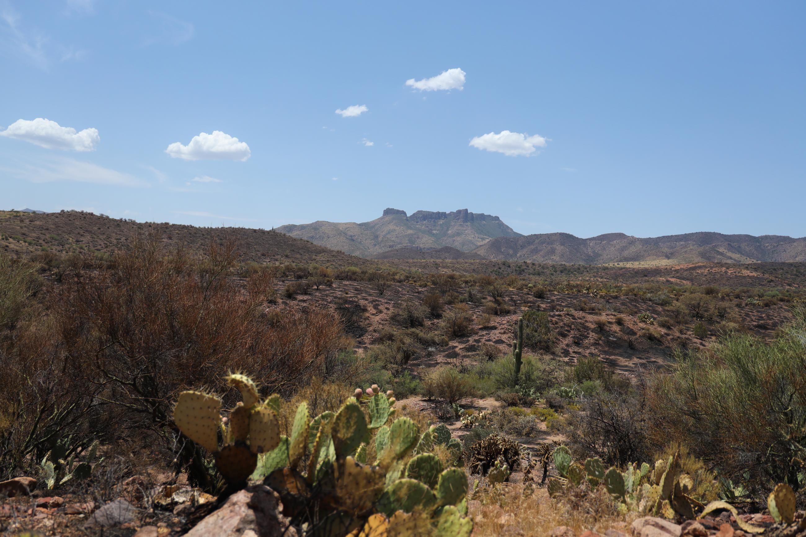Burned area of the Superstition Wilderness