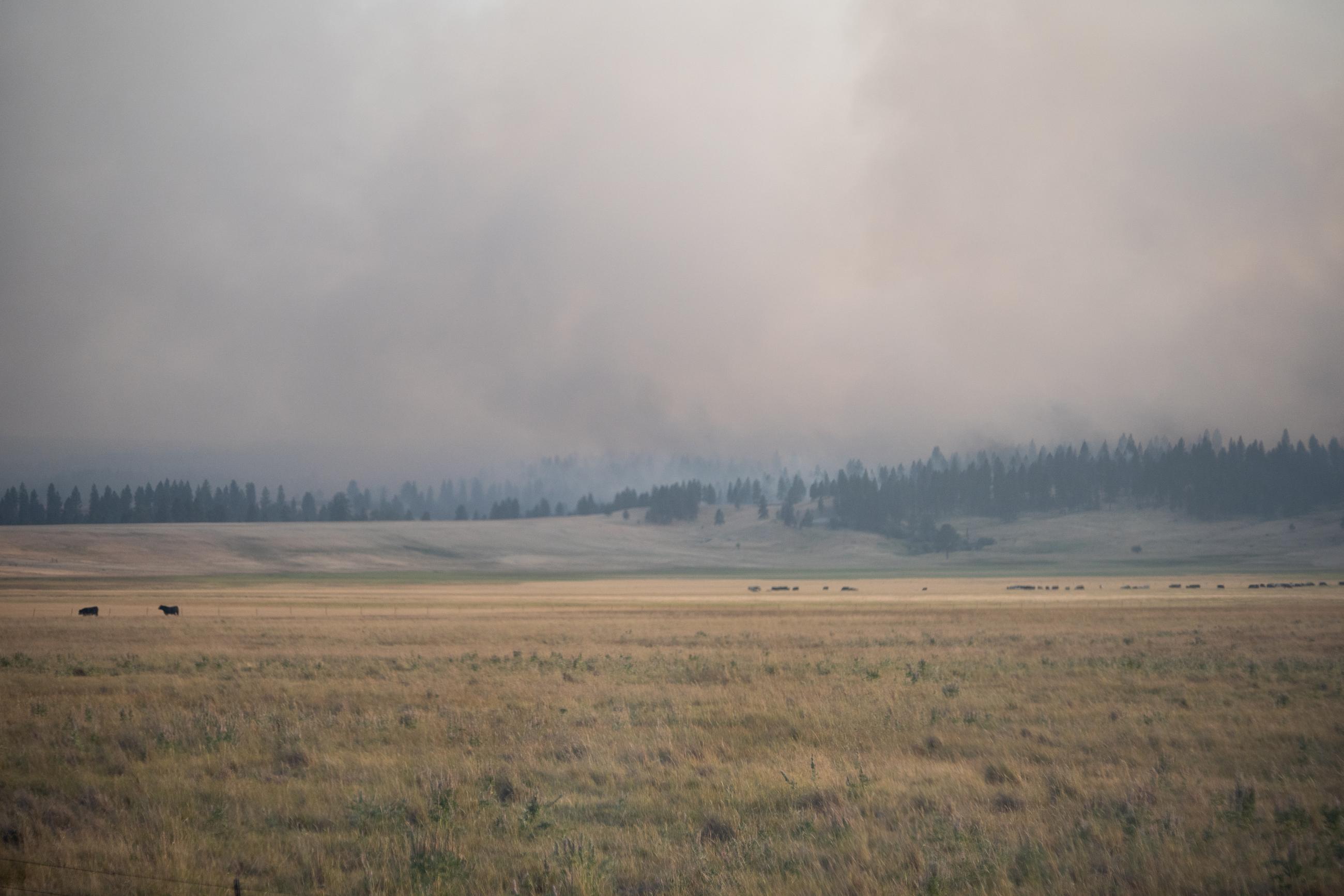 Image of smoke from the Snake Fire drifting in a cattle grazing field.
