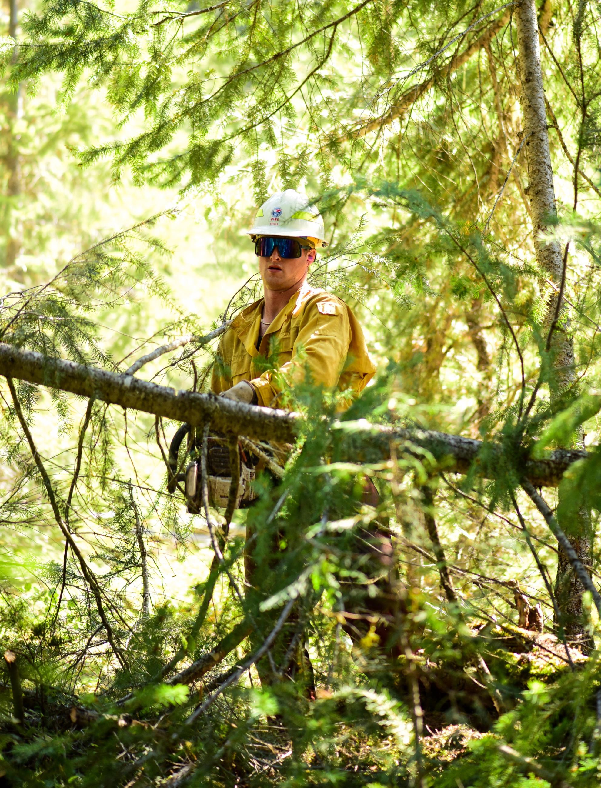 Sawyer wearing protective gear removing downed, hazard tree.