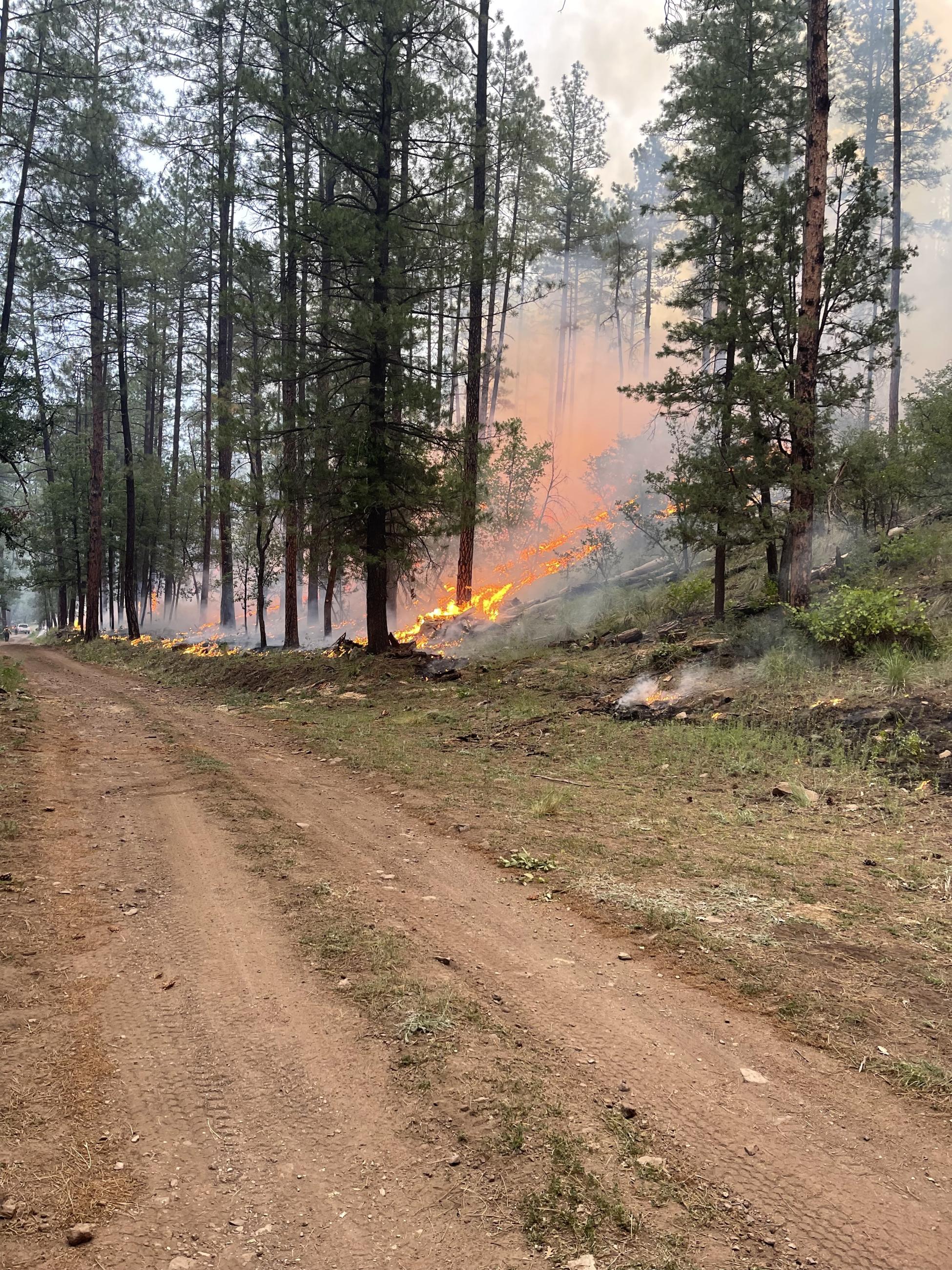 Picture shows fire burning along the ground next to an unburned area, separated by a dirt two track road. 