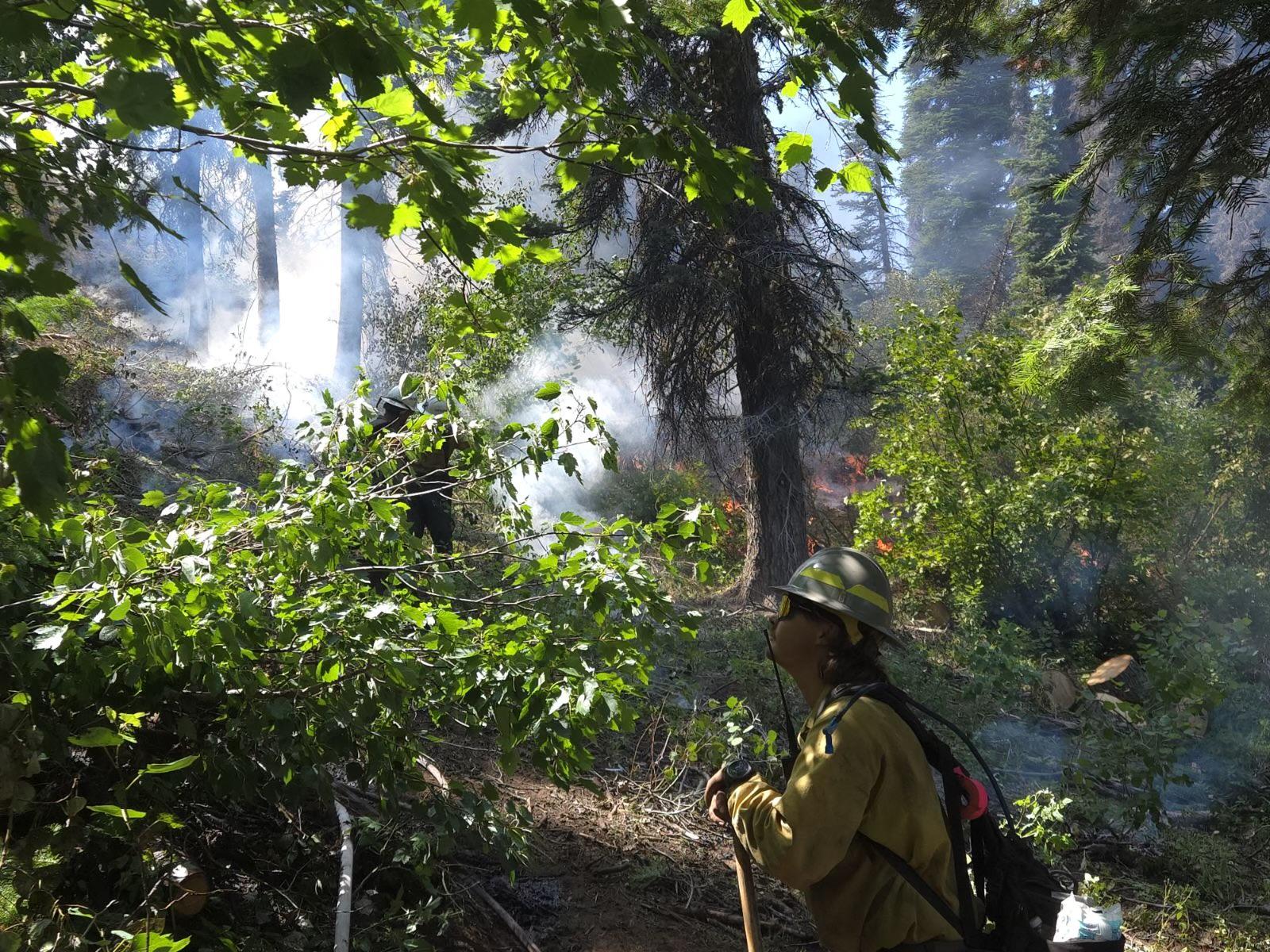 Firefighter looks at lush vegetation while fire burns in background