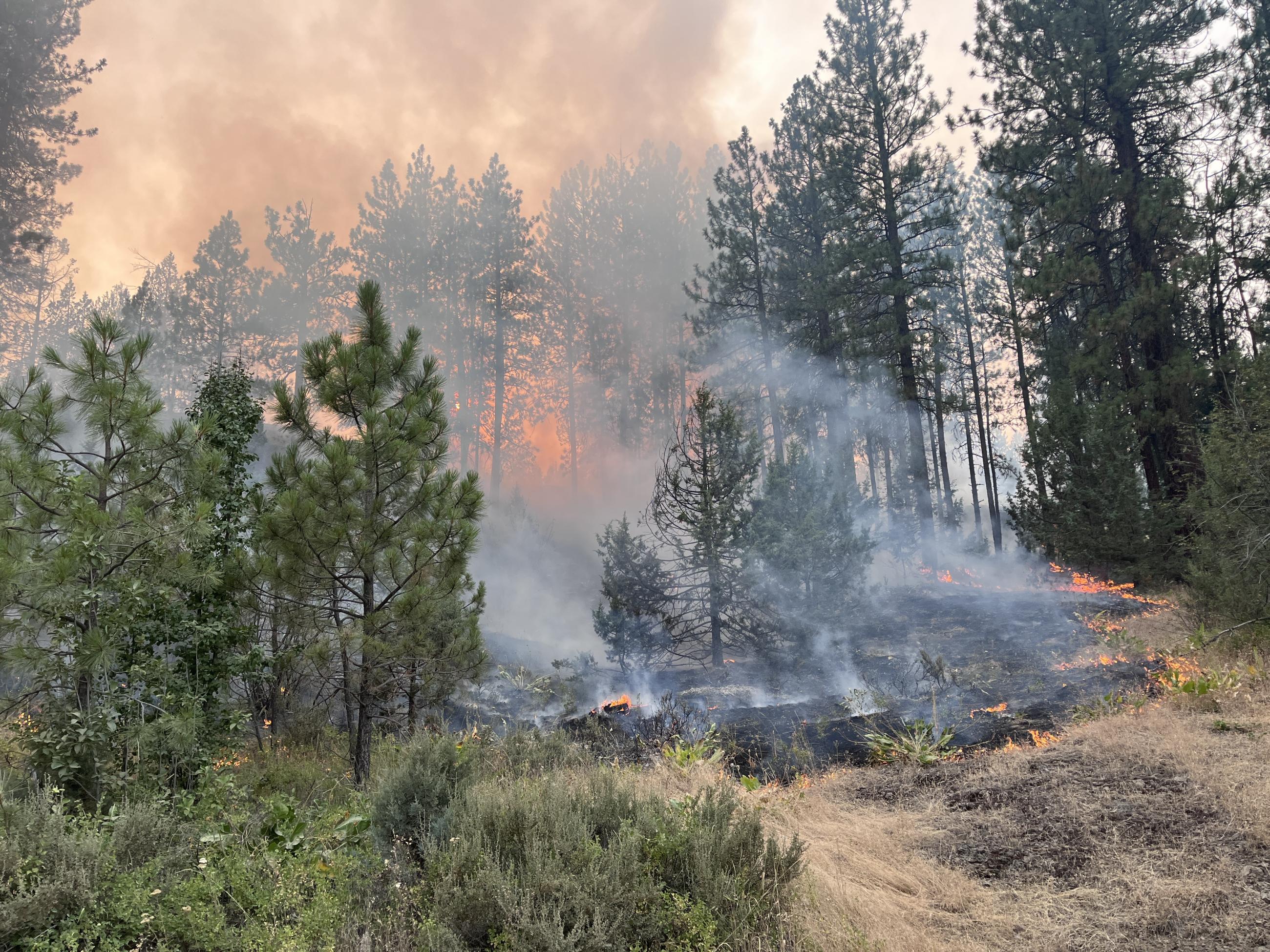 Image of fire creeping through brush and trees.