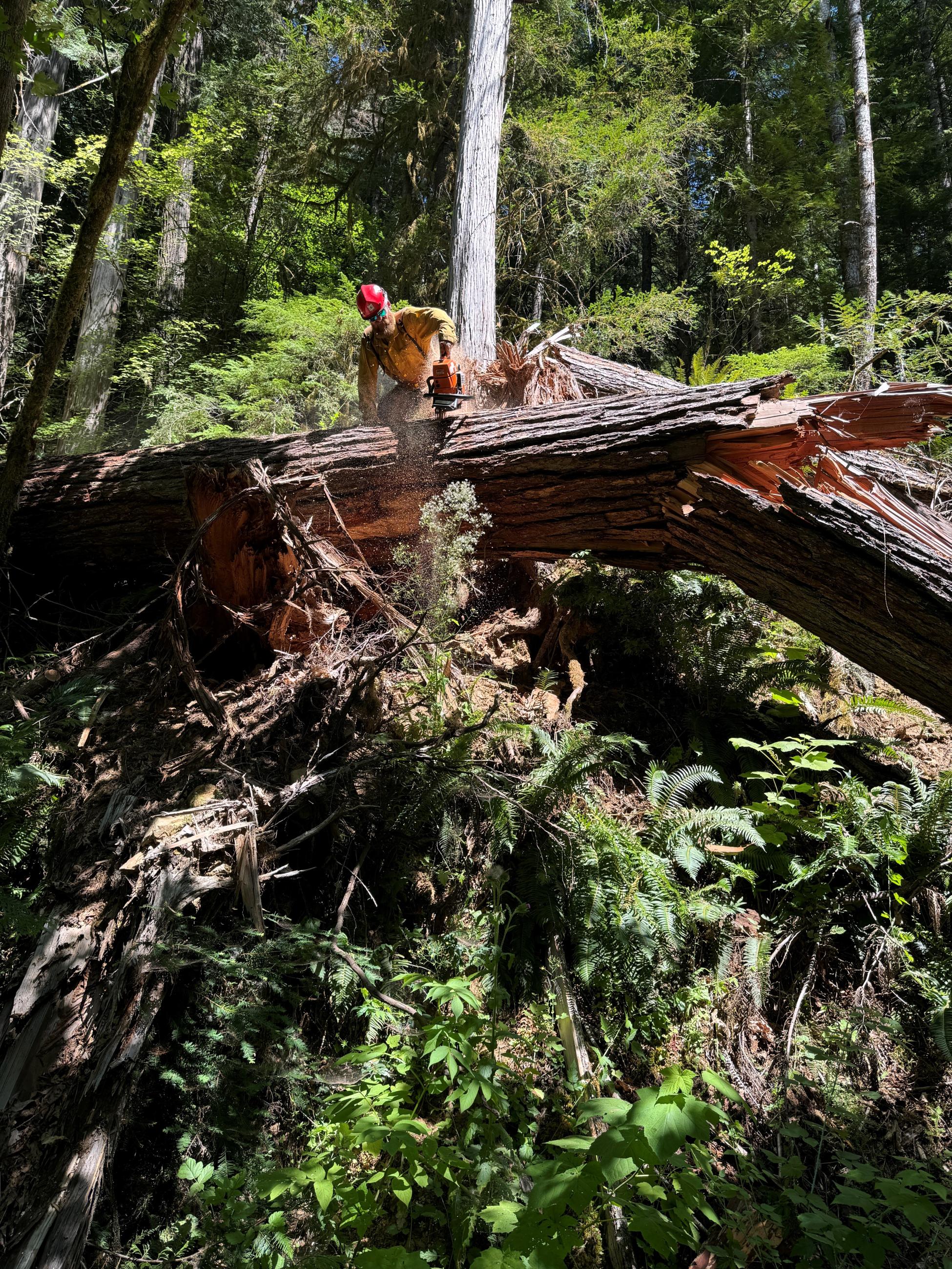 Large log being removed as a potential hazard for firefighters safety 