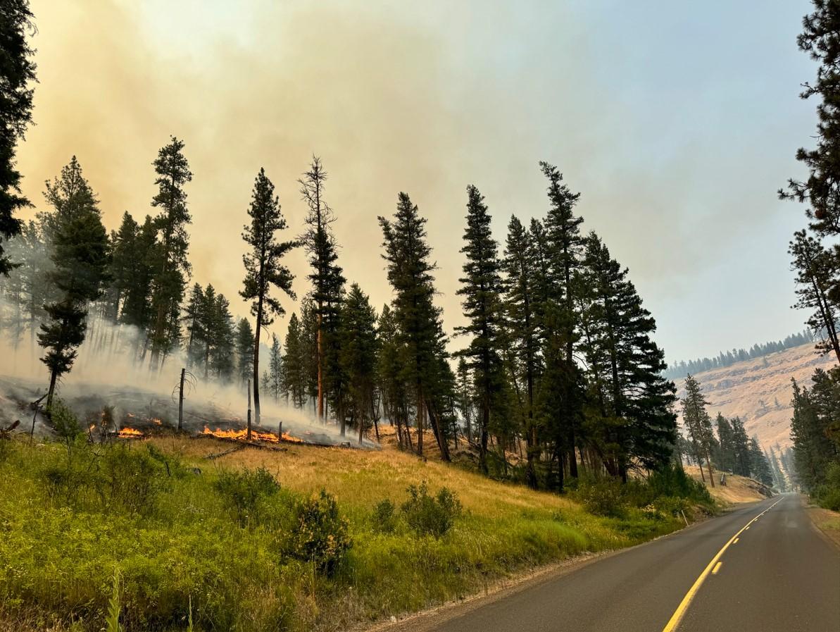 Image of fire creeping forward down a hillside of timber towards a road. 