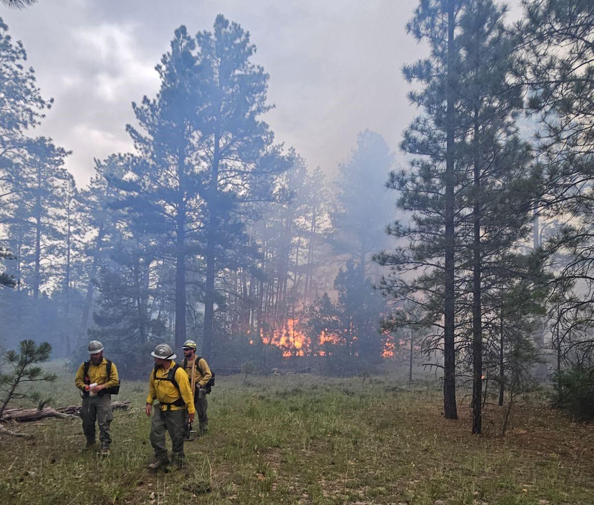 Three fire crew members walk away from a fire burning moderately in a stand of pine trees.