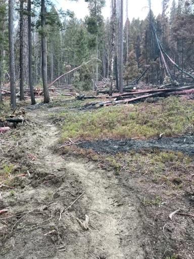 forest where a fire burned through recently. fireline snakes through the middle, with a burned hot spot next to the line on the right side.