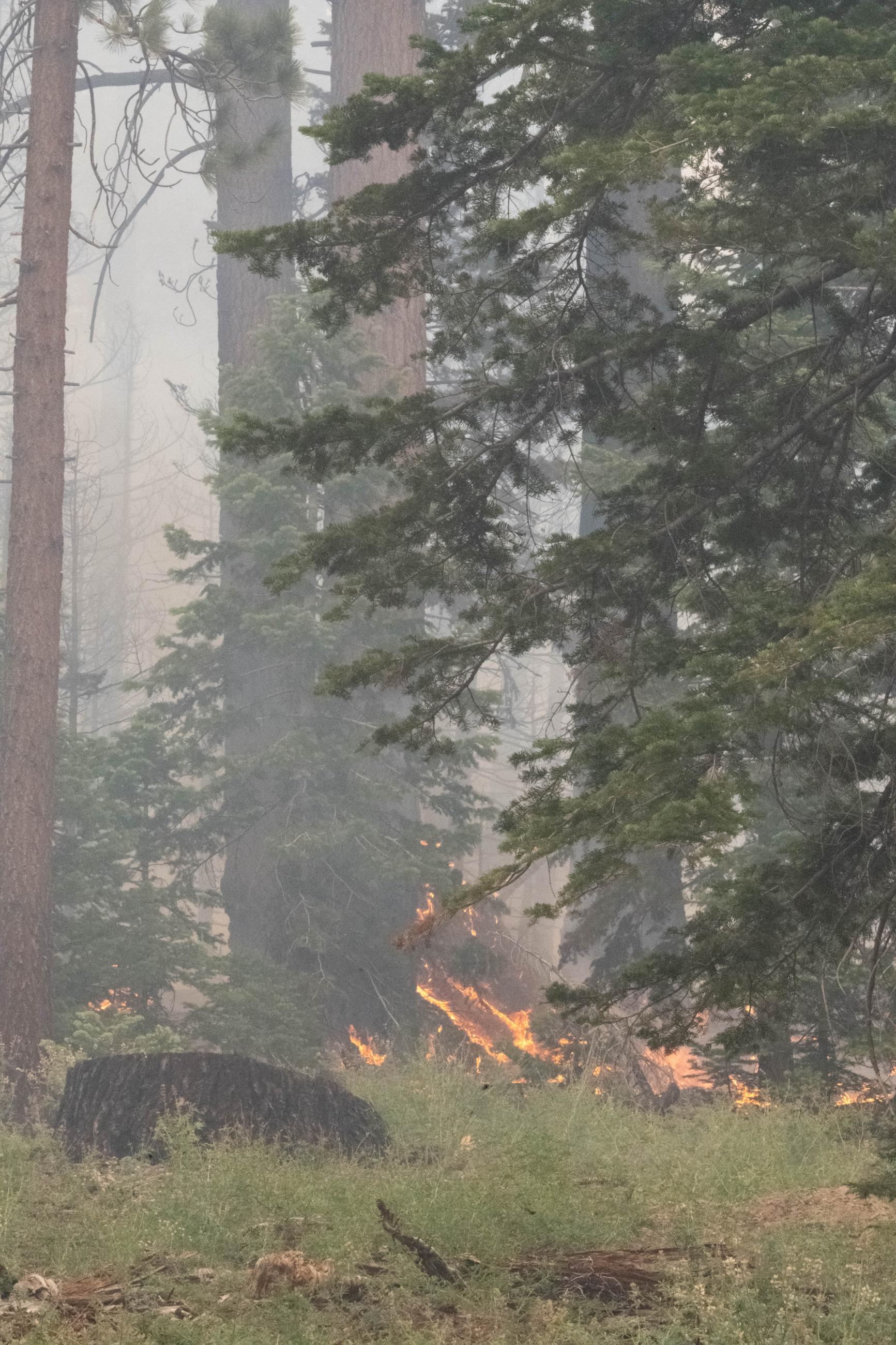 Fire burns in grassy area between large conifers.