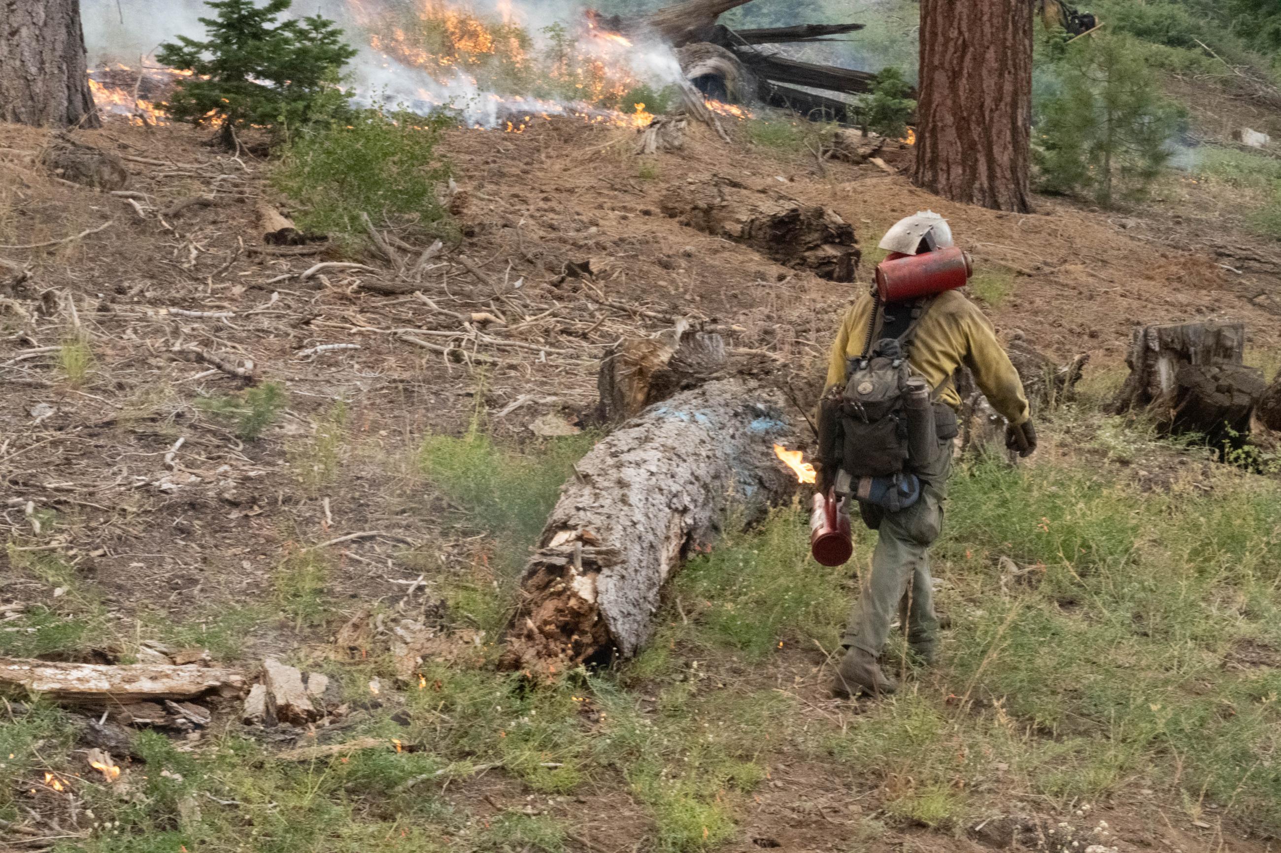 A firefighter walks away carrying a cannister with flames coming out of one end. The hillside in the background is on fire with low, creeping flames.