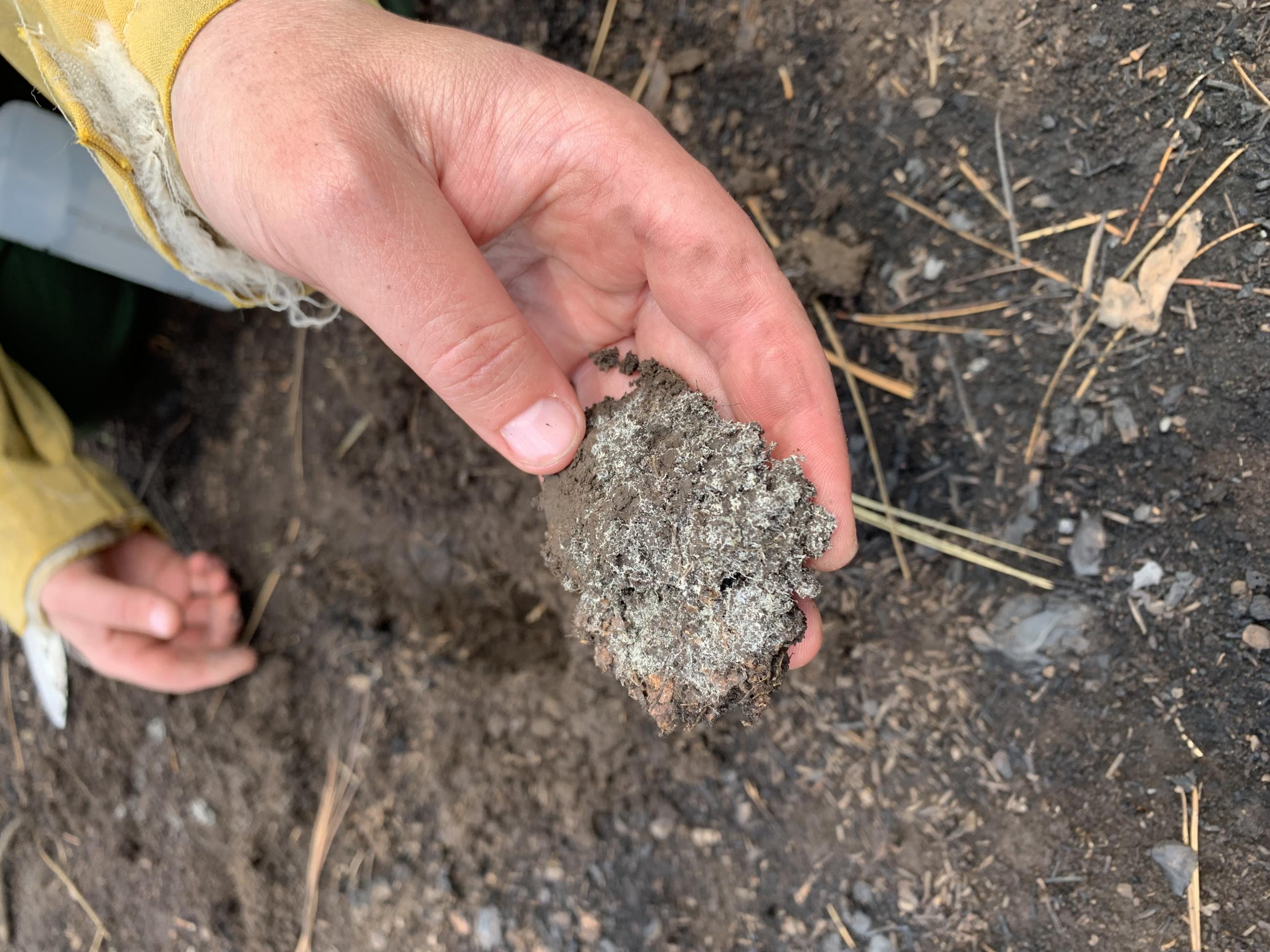 Mycorrhizal Fungi (fungus roots) Found Under Burned Soil in South Fork Fire Area