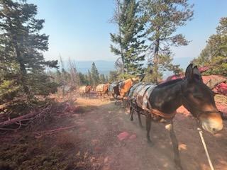 Dark brown mule leads a pack of other mules through a burned area in a forested setting. Large packs of medical gear loaded on their backs. Blue skies and green trees in the background.