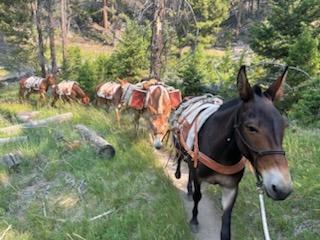 Dark brown mule leads a string of mules through a forested landscape, with large packs. Green grass and conifer trees on both sides of the pack string.