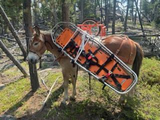 Mule loaded with packs containing medical equipment, including a spine board.