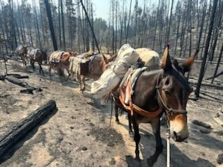 Mule string packing out medical supplies in their packs, through a burned forested landscape.