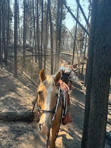 Pack string walking through a forested landscape that just burned in a wildfire. Trail snakes through the burned area, with ash on the ground and burned trees in the background.