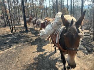 String of pack mules walking through a burned forest, with packs full of medical supplies on their backs.