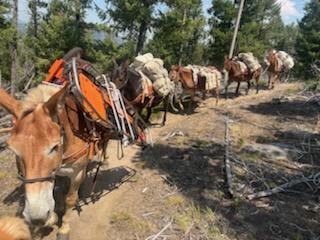 Pack string of mules packing out medical supplies through a forest landscape. Several mules walking behind one another with large packs on their sides.