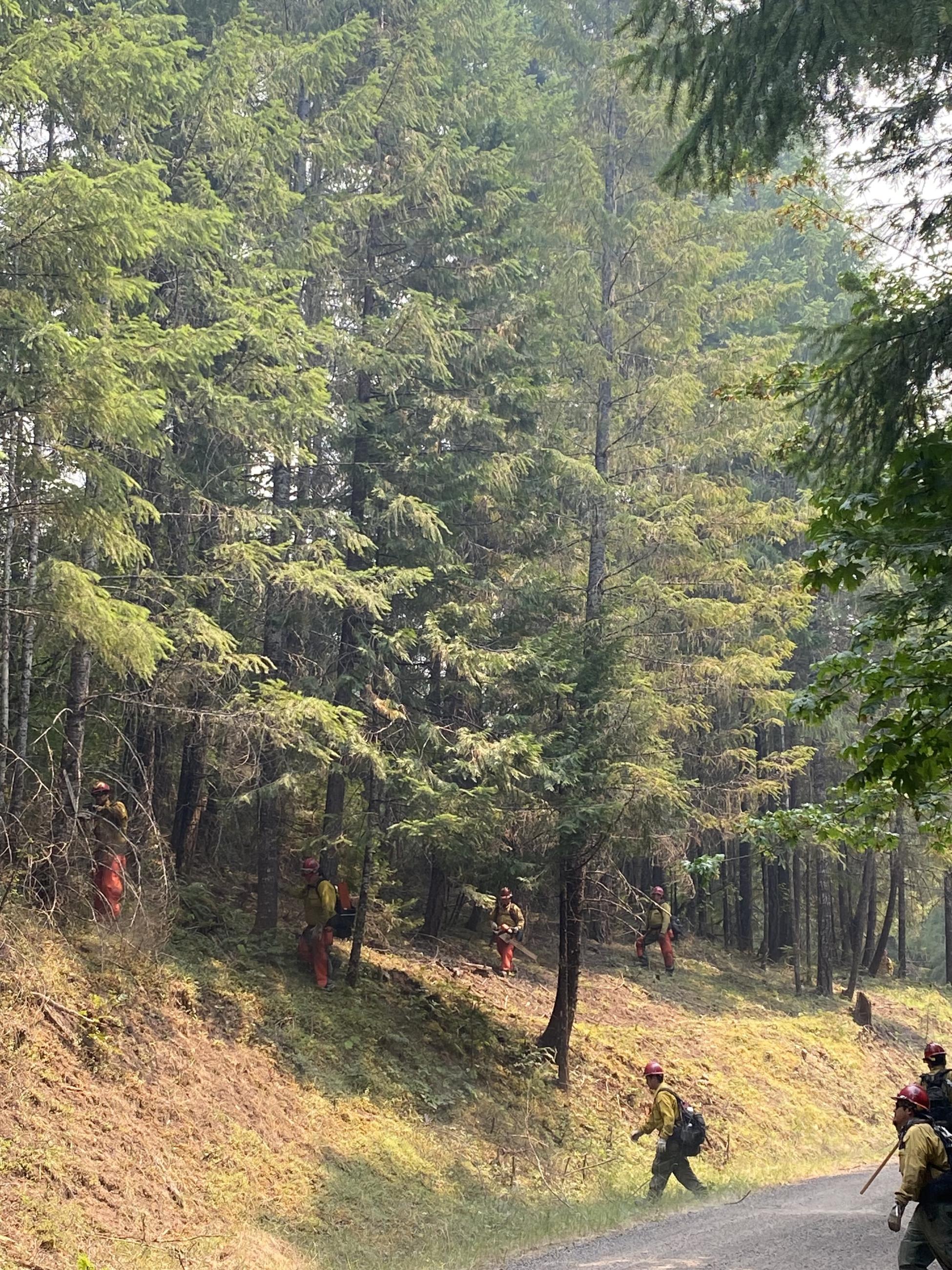 firefighters use chainsaws to cut brush and small trees along a road that will serve as a fireline