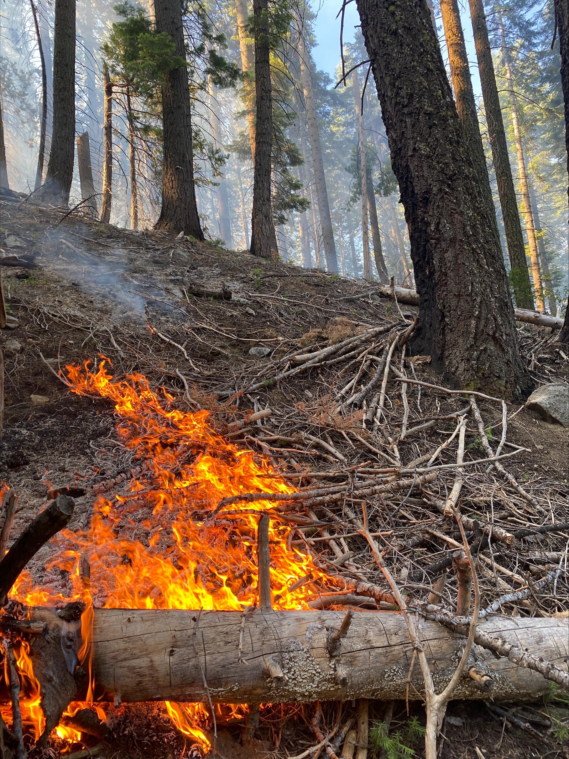 a small patch of fire slowly creeping up a forested hillside