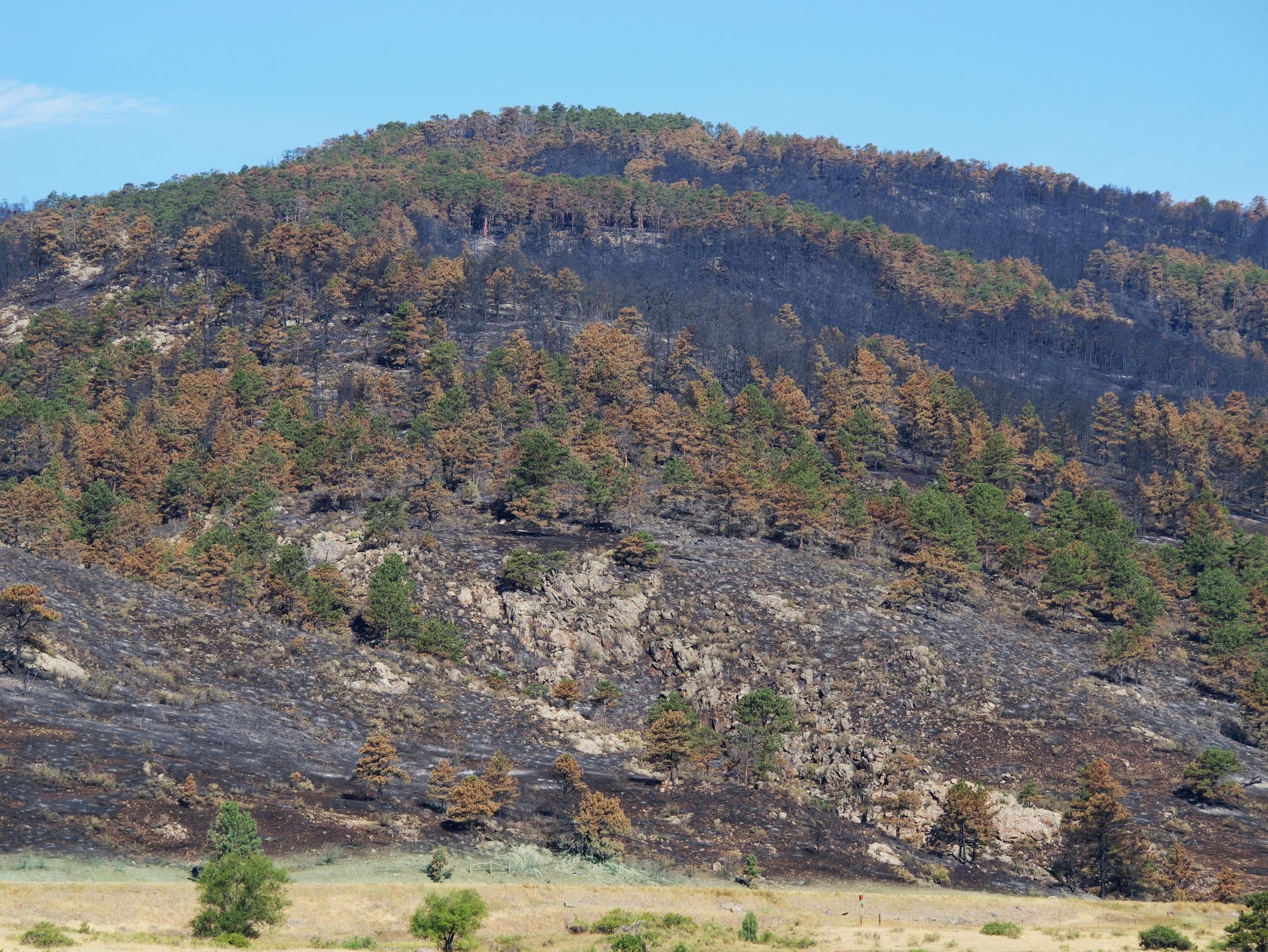 A view looking up Alexander Mountain showing how the a forest fire burned with a variety of intensities - there are green trees, some trees entirely burned and others that have been scorched.