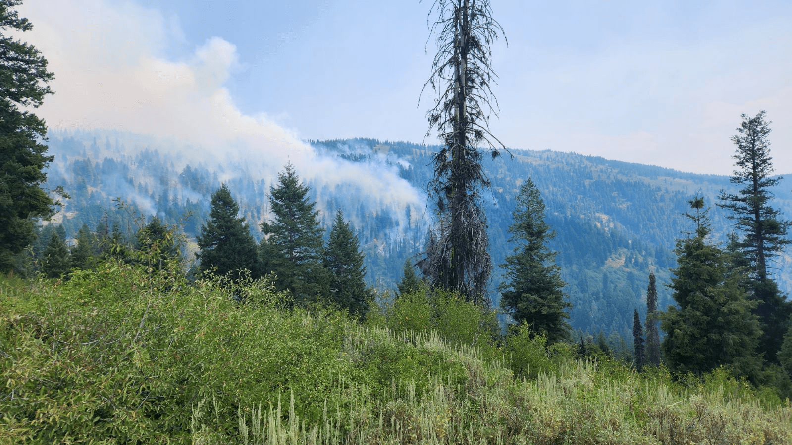 A view of the fire activity on the Nellie Fire as seen from the 555 road, looking northeast.