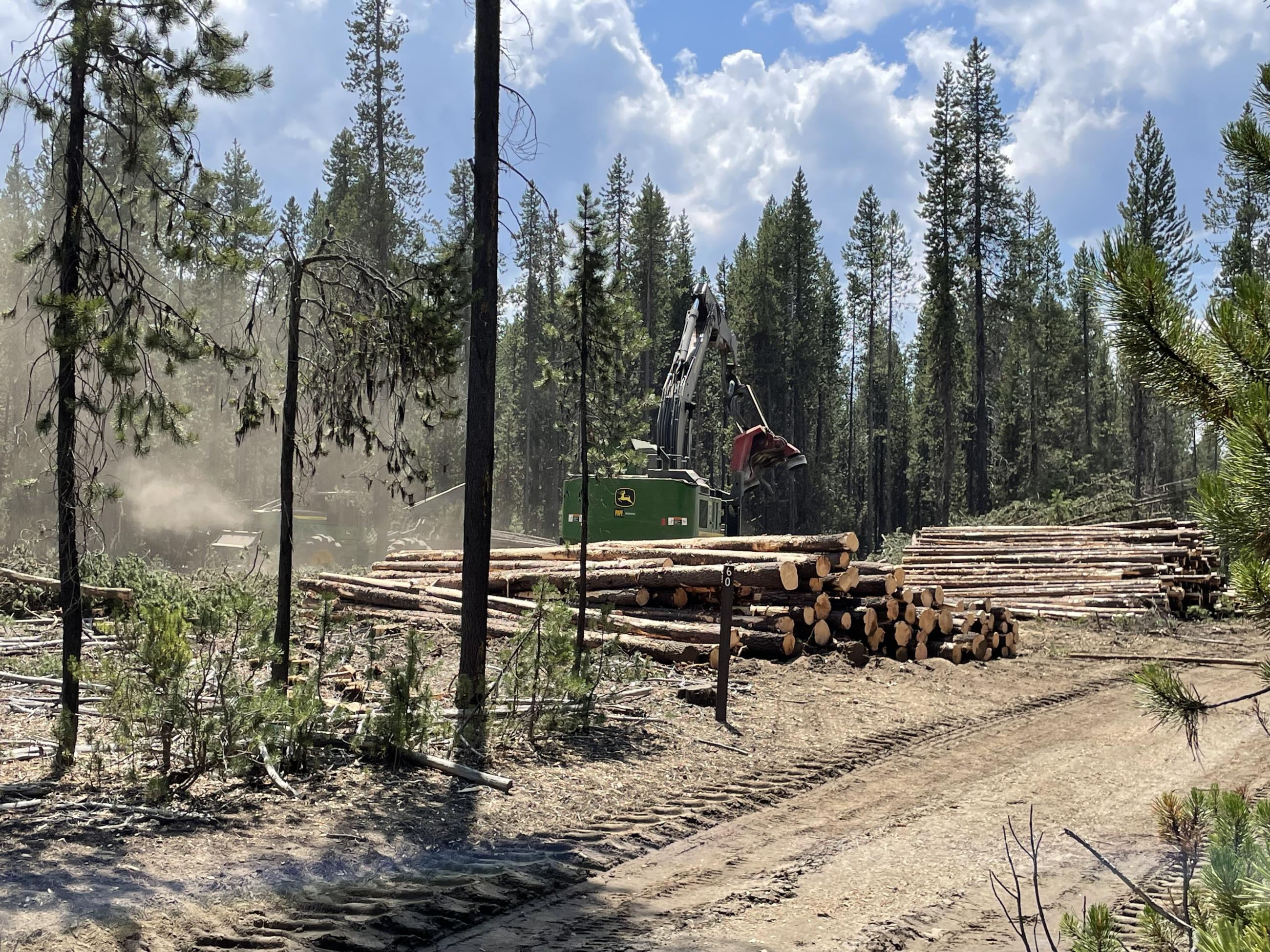 Feller and log deck in the woods