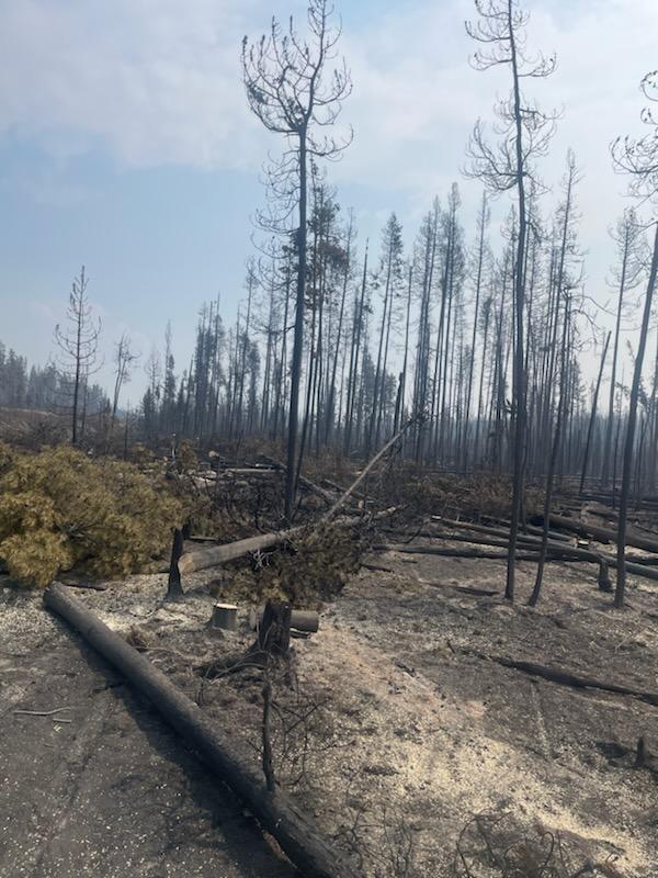 hazard trees are cut along highway 21 so they do not fall in road