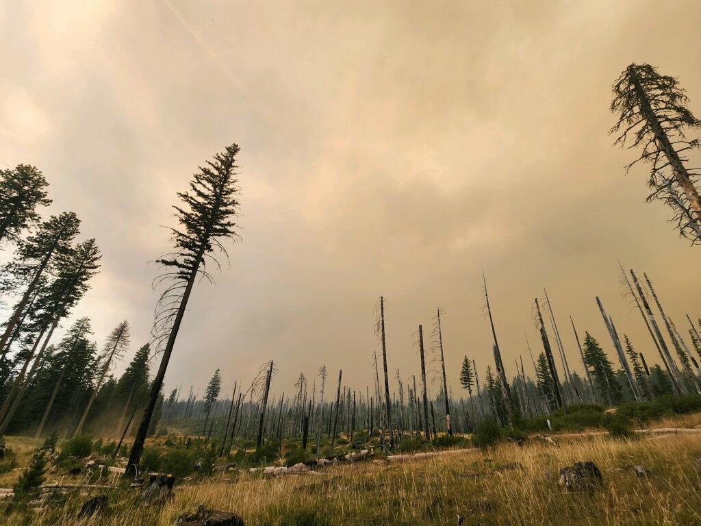 View of the fire from within the burn scar of the Cascade Creek Fire