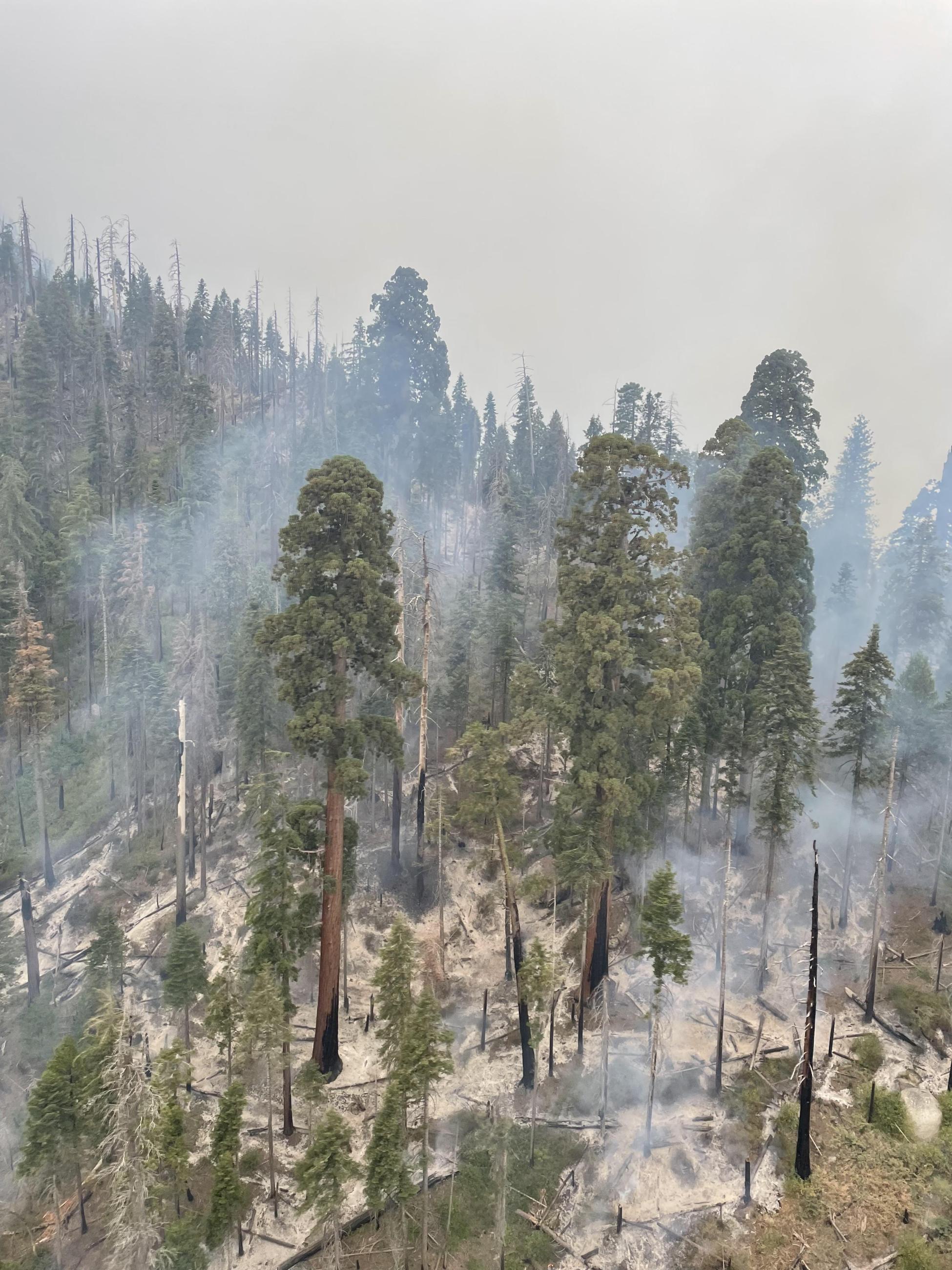 Post Aerial Ignition in Eden Grove August 24,2024. Showing burned vegetation and torched trees with some live trees still standing. 