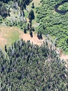 Aerial view of a forested landscape, with firefighters moving cattle along a meadow in preparation for a wildfire.