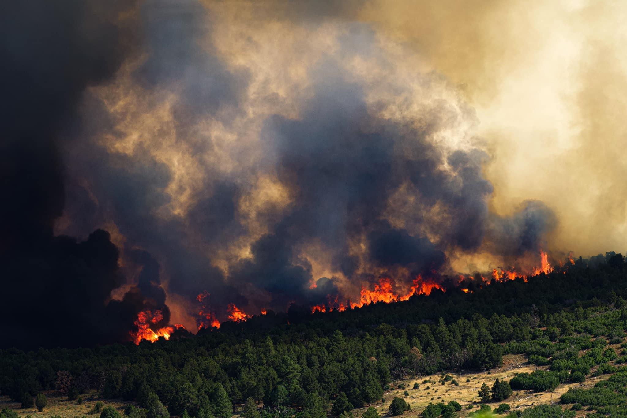 The image shows a thick stand of Pinion and Juniper trees engulfed in flames with black smoke rising up