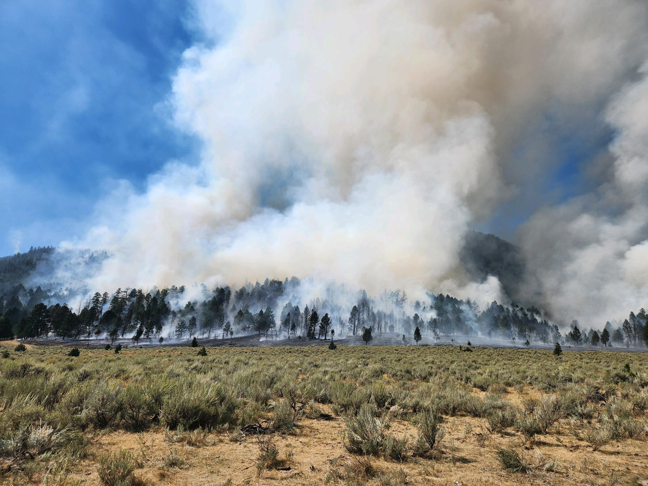 Forested landscape with ground fire burning vegetation below the trees.