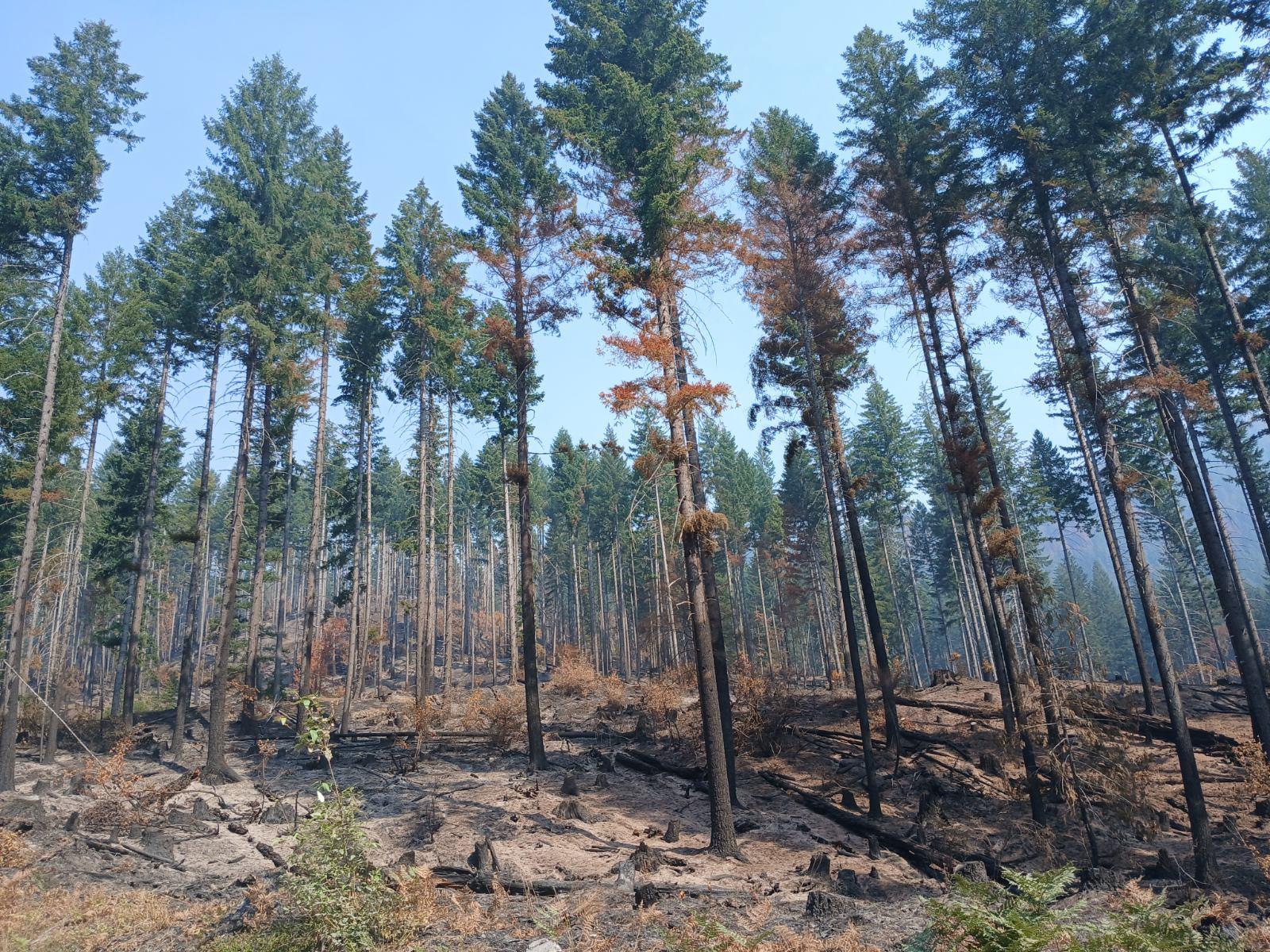 A forest burn area with trees removed.