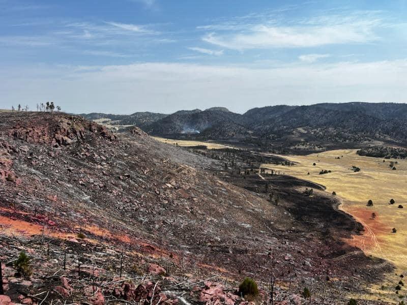 A burned hillside at the Pleasant Valley Fire. 