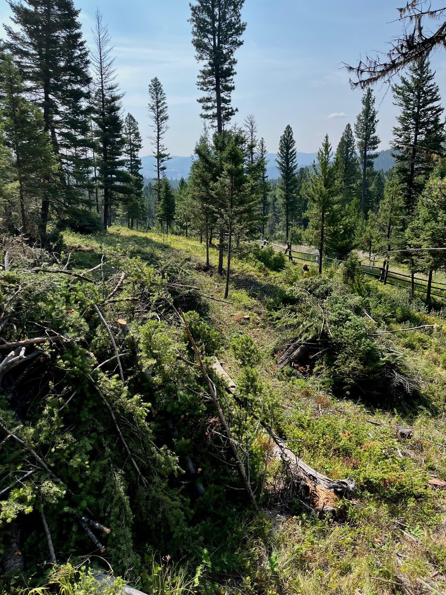 Piles of small trees and limbs along a road as firefighters create a fuel break.