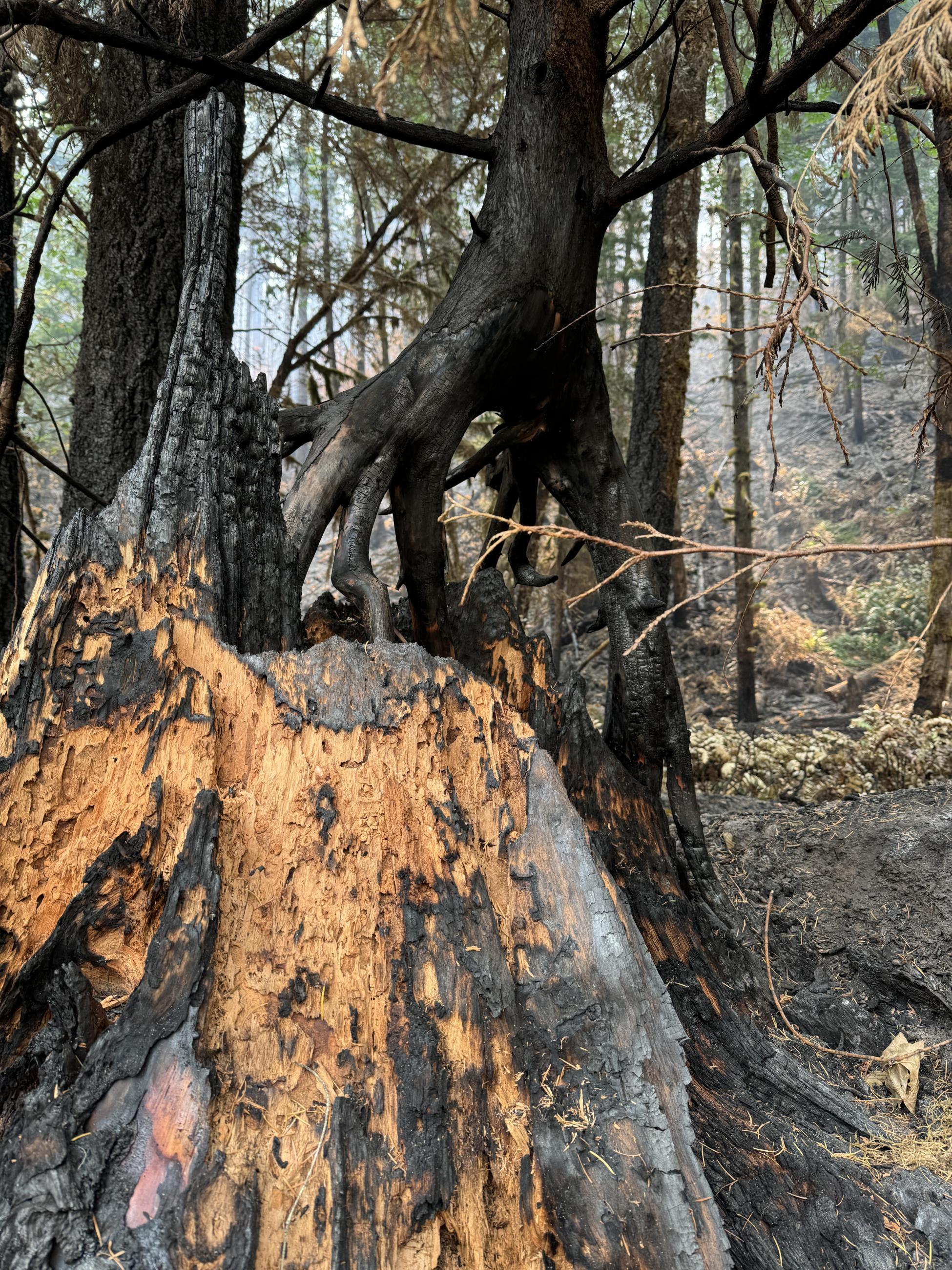 Blackened roots in burnt forest