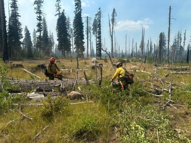 Two Yakama Hand Crew members are cutting a large log in an area with grass and brush, making a path for fire line construction