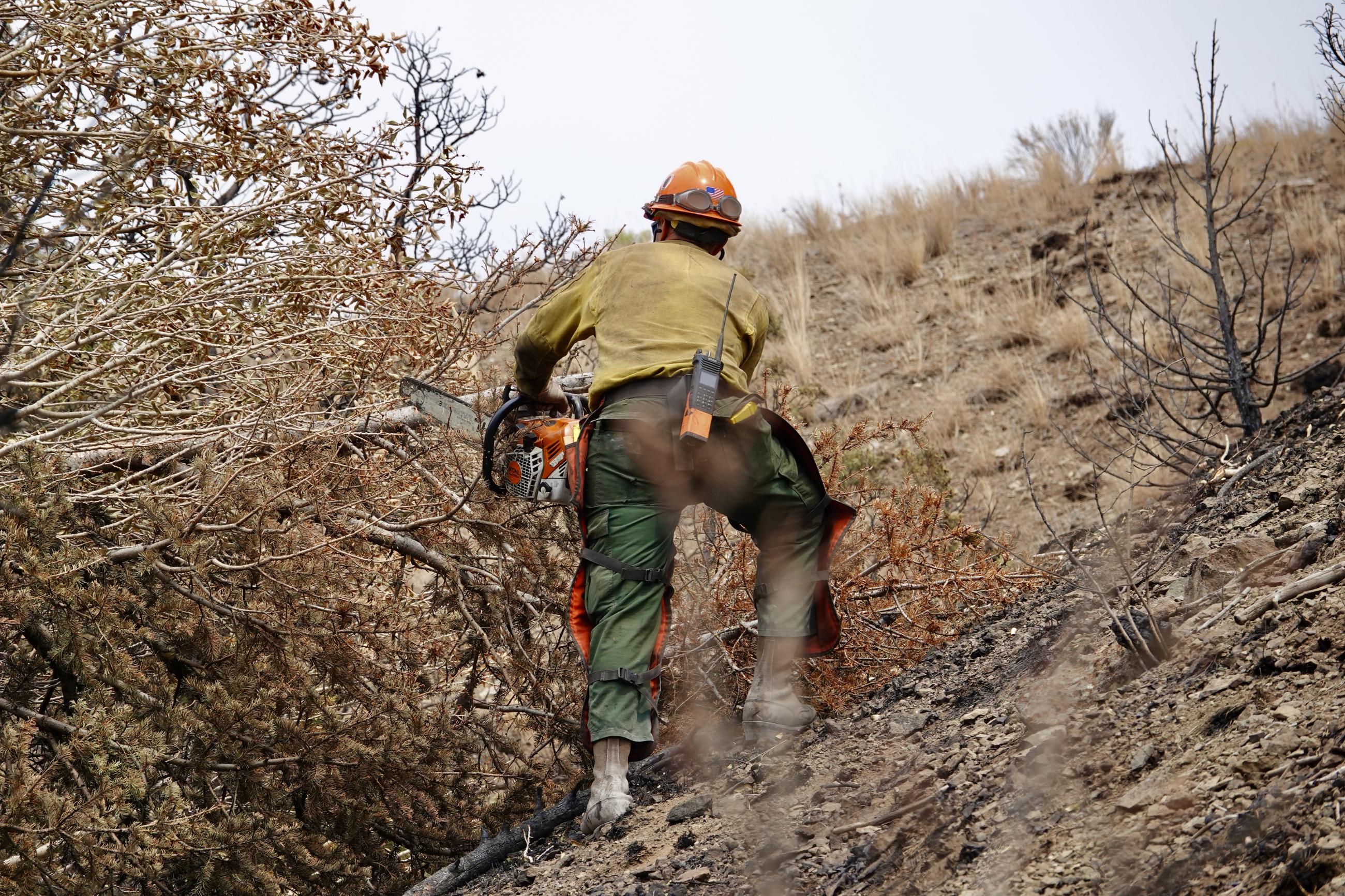 A firefighter stands on a hillside cutting a small diameter tree with a chainsaw