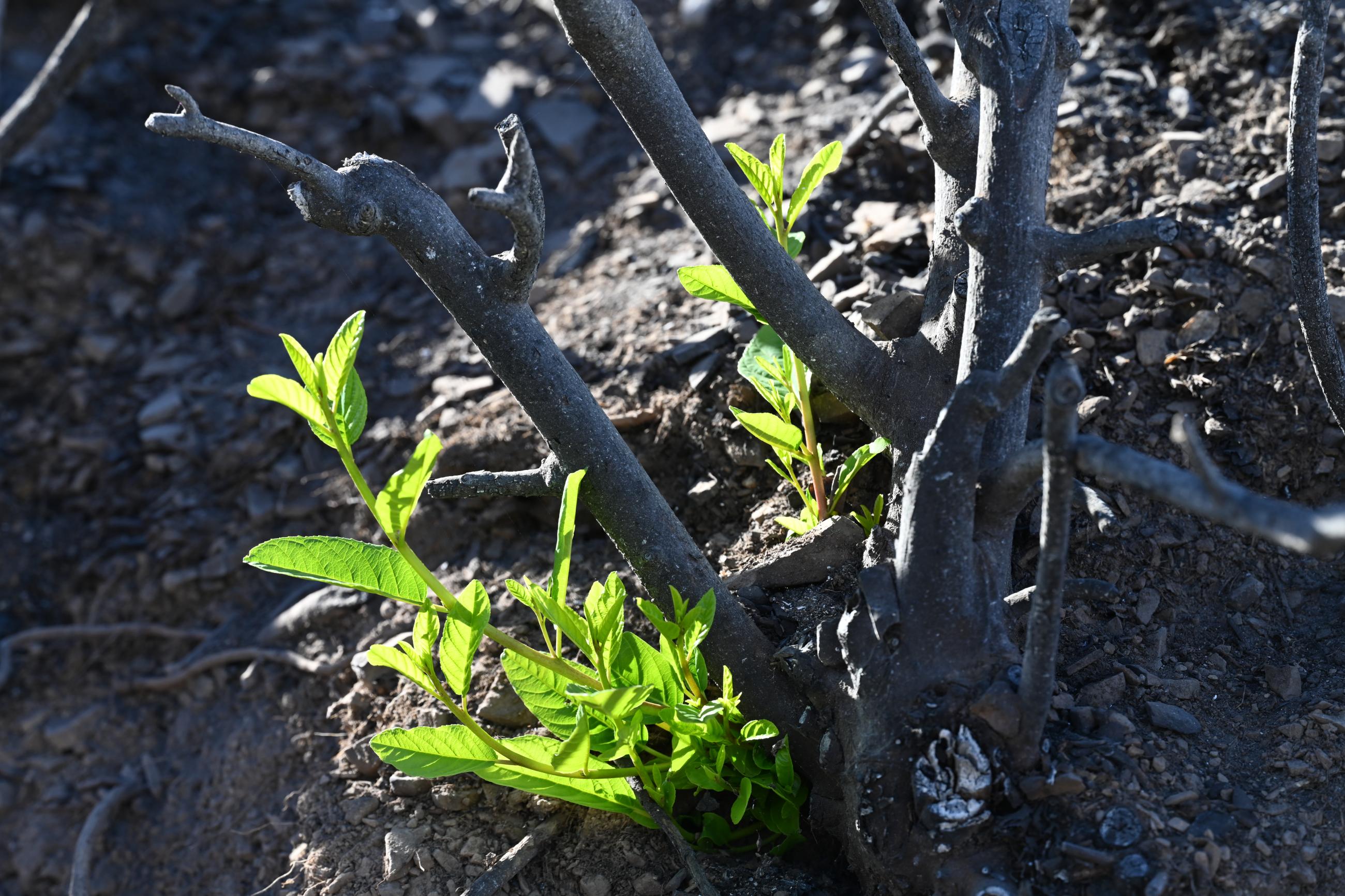 Image showing Vegetation Re-Growth in Lake Burned Area