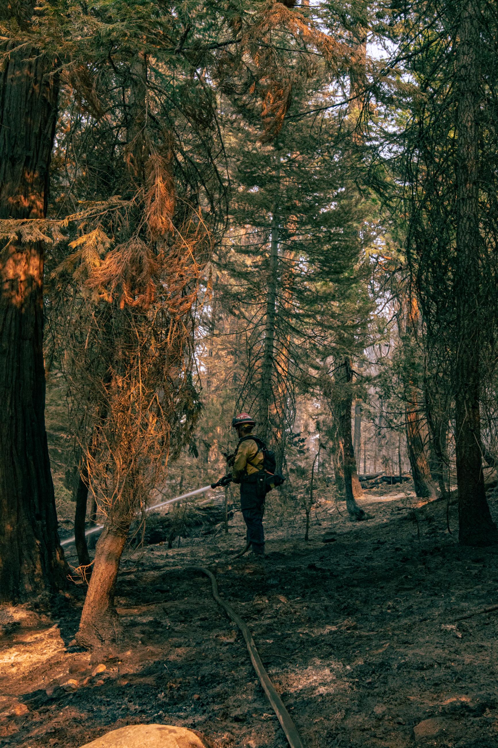 A firefighter stands in a thick coniferous forest spraying water off screen with a fire hose