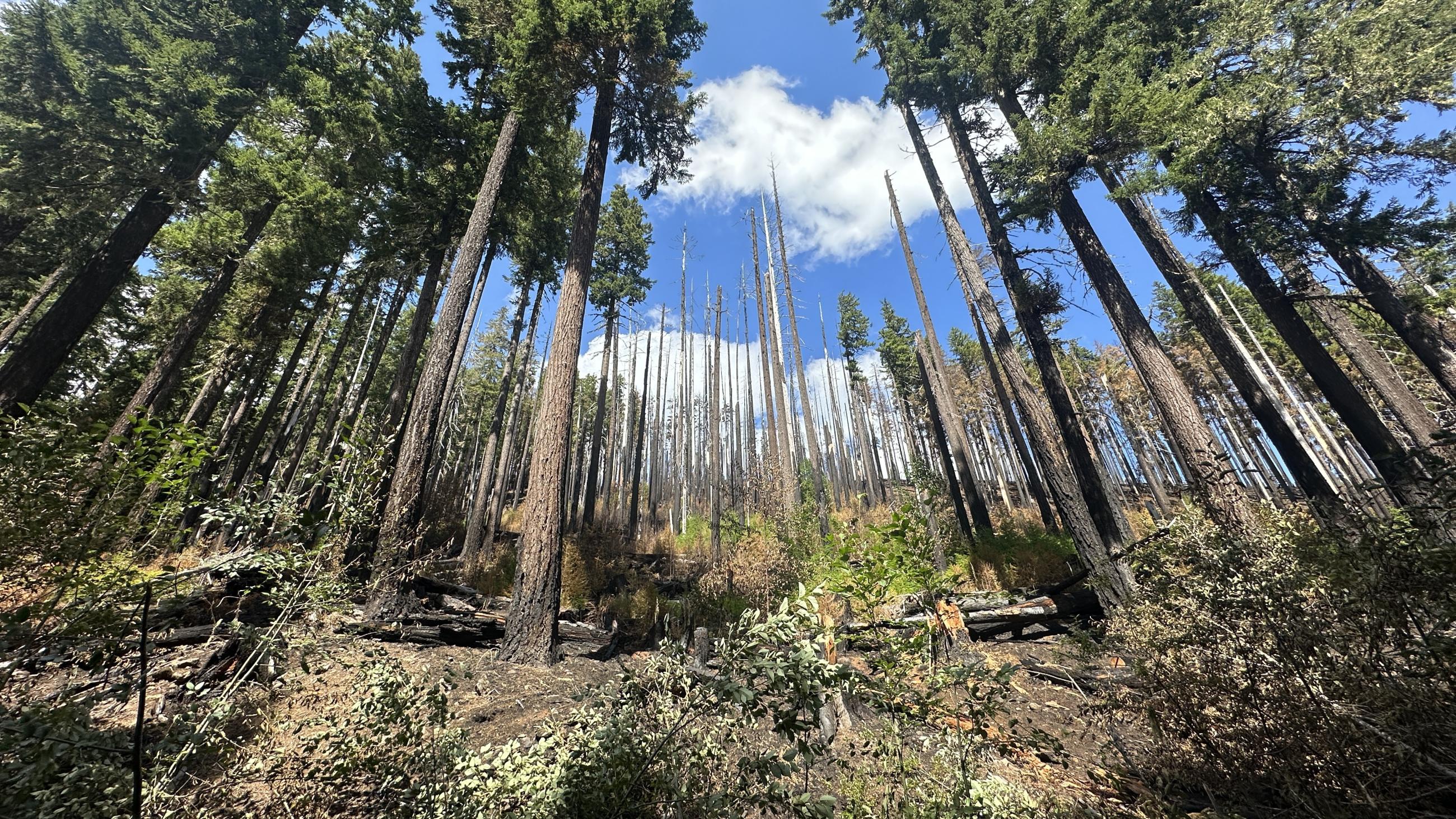 Heavy fuels locate on the Whisky Creek Fire