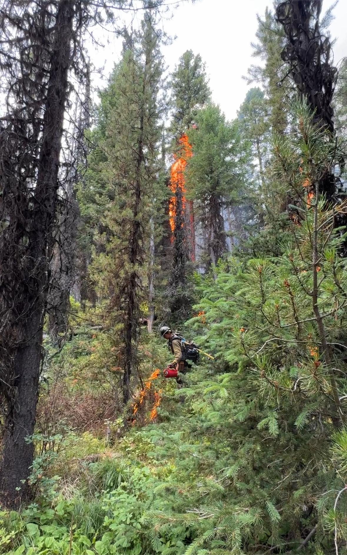 Firefighter performing firing operations on a wildland fire.