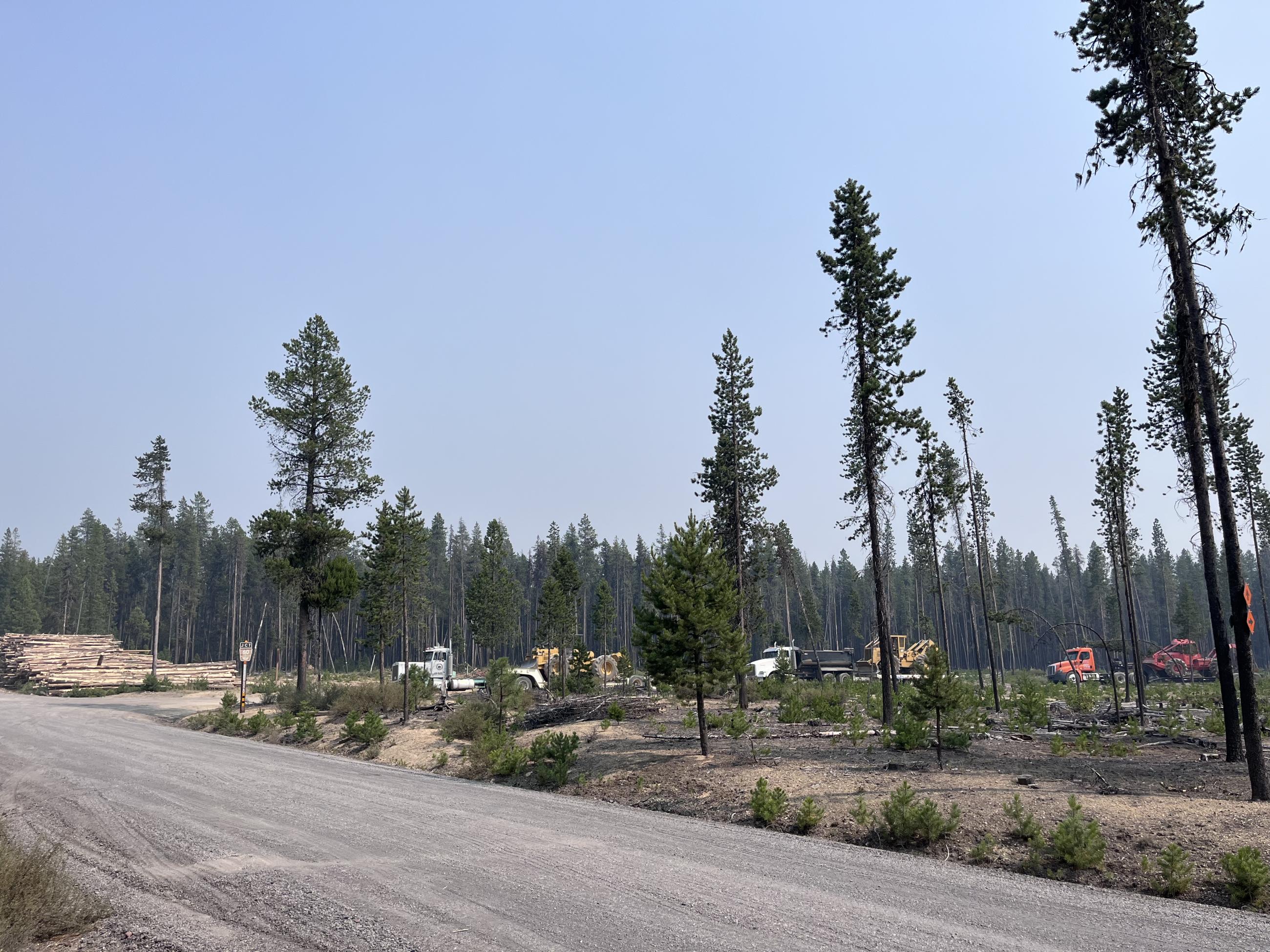 Forest scenery with heavy equipment in lower view.