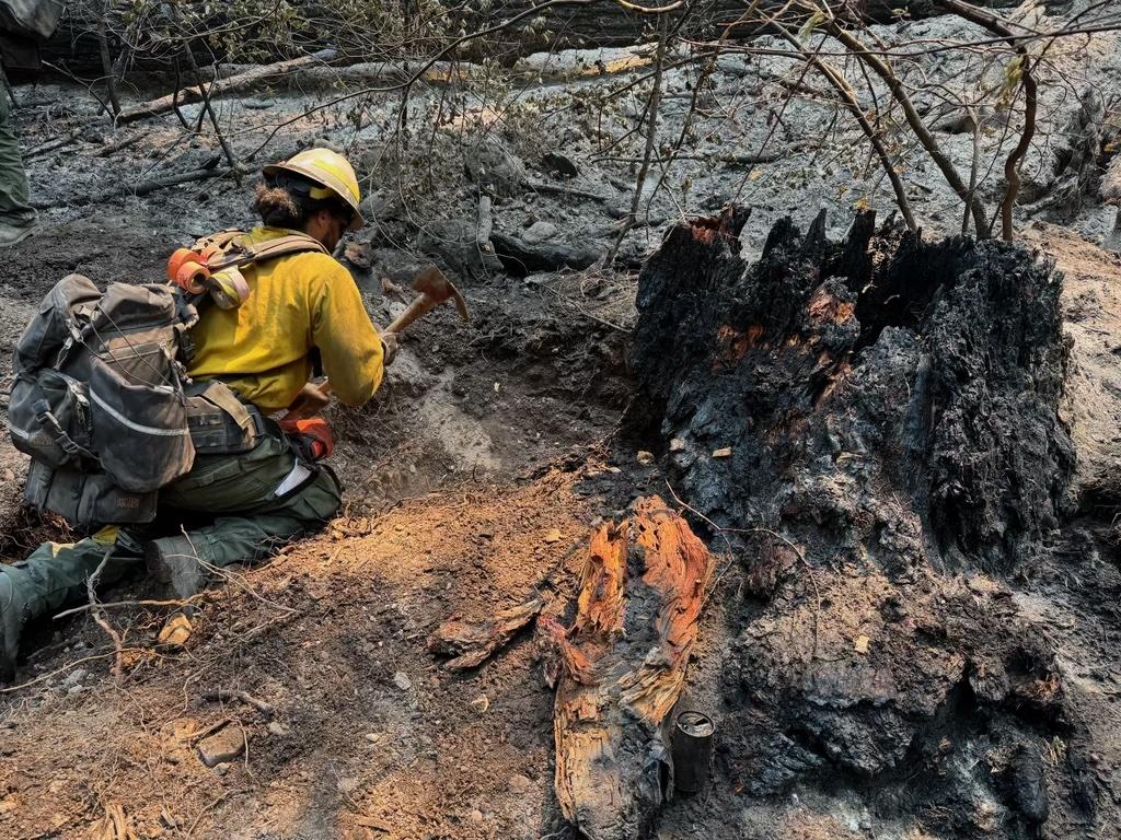 Firefighter on knees digging at stump in the black area