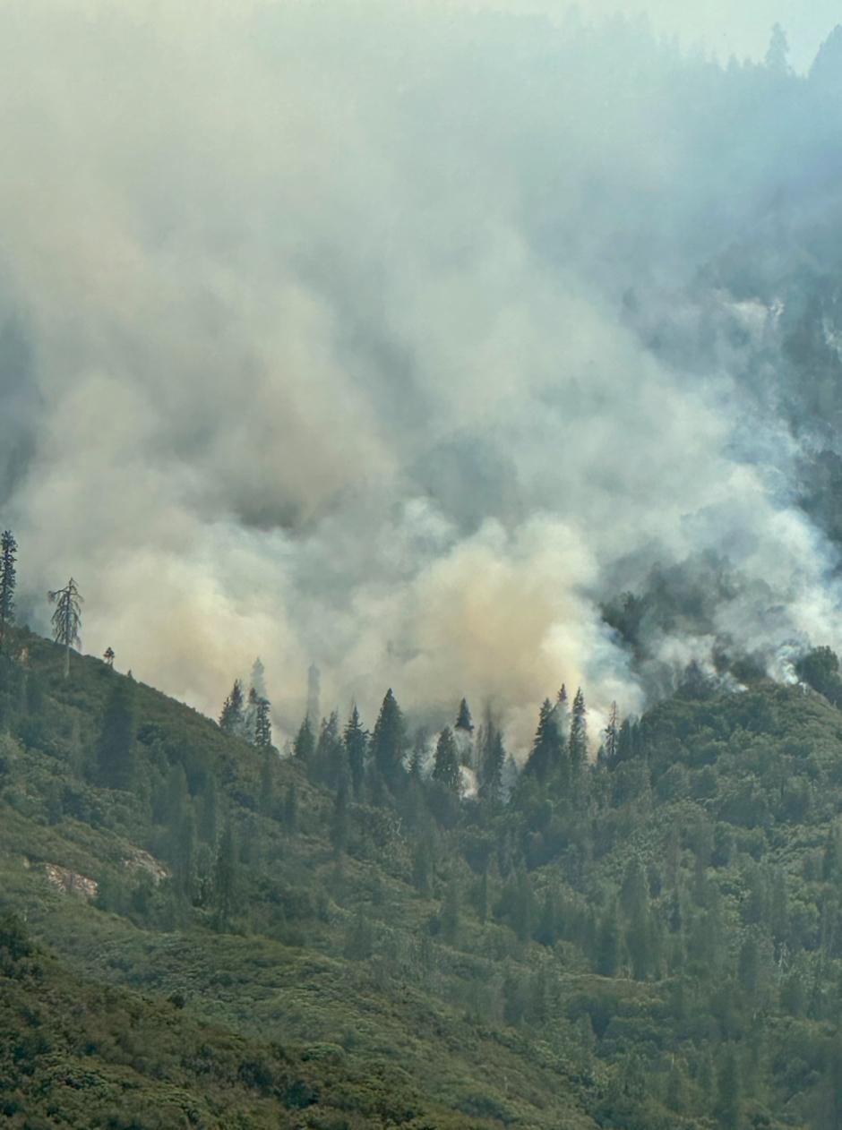 Showing fire activity on August 23,2024. Smoke columns with live vegetation in foreground