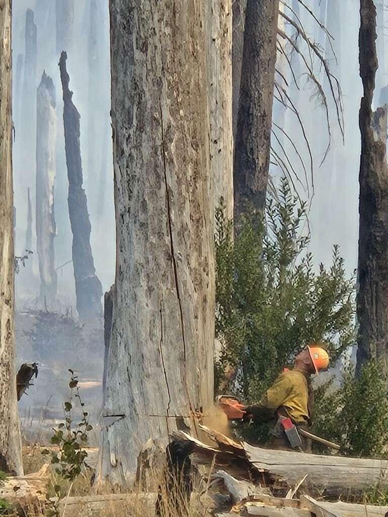 A timber faller is cutting a large hazardous snag or dead tree 8-13-24