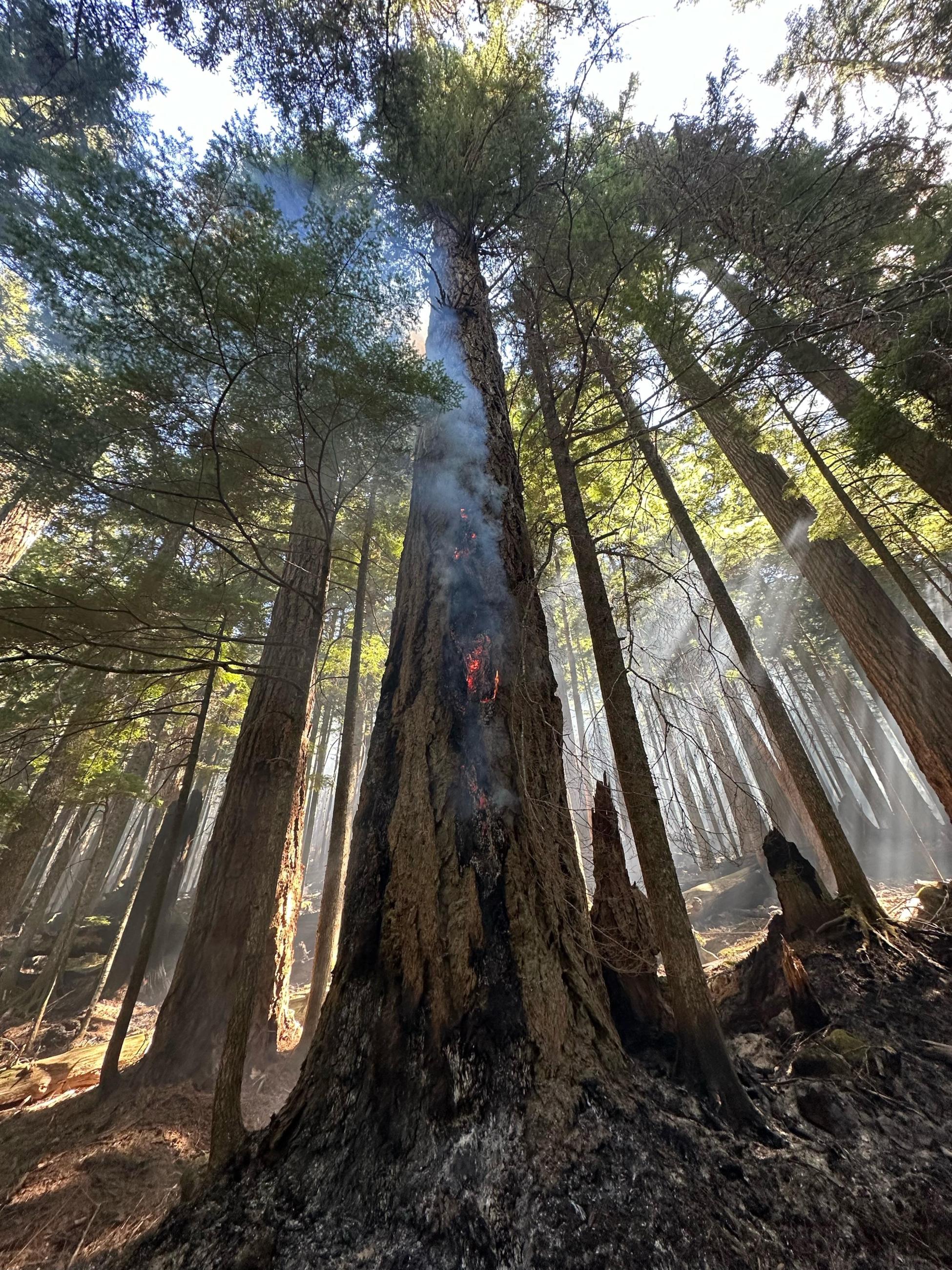 Fire in tree