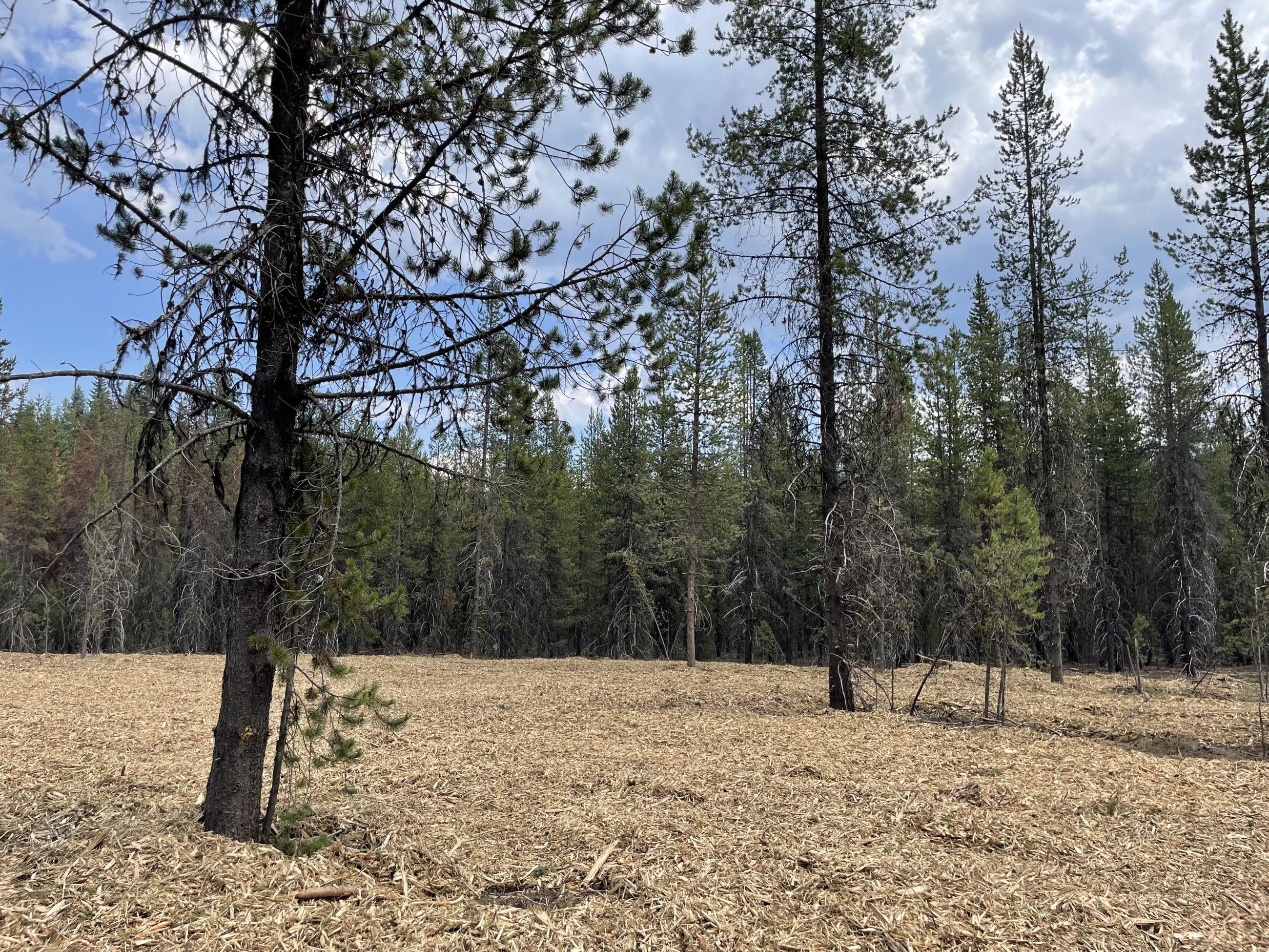 Wood chips are covering the ground in forest. 