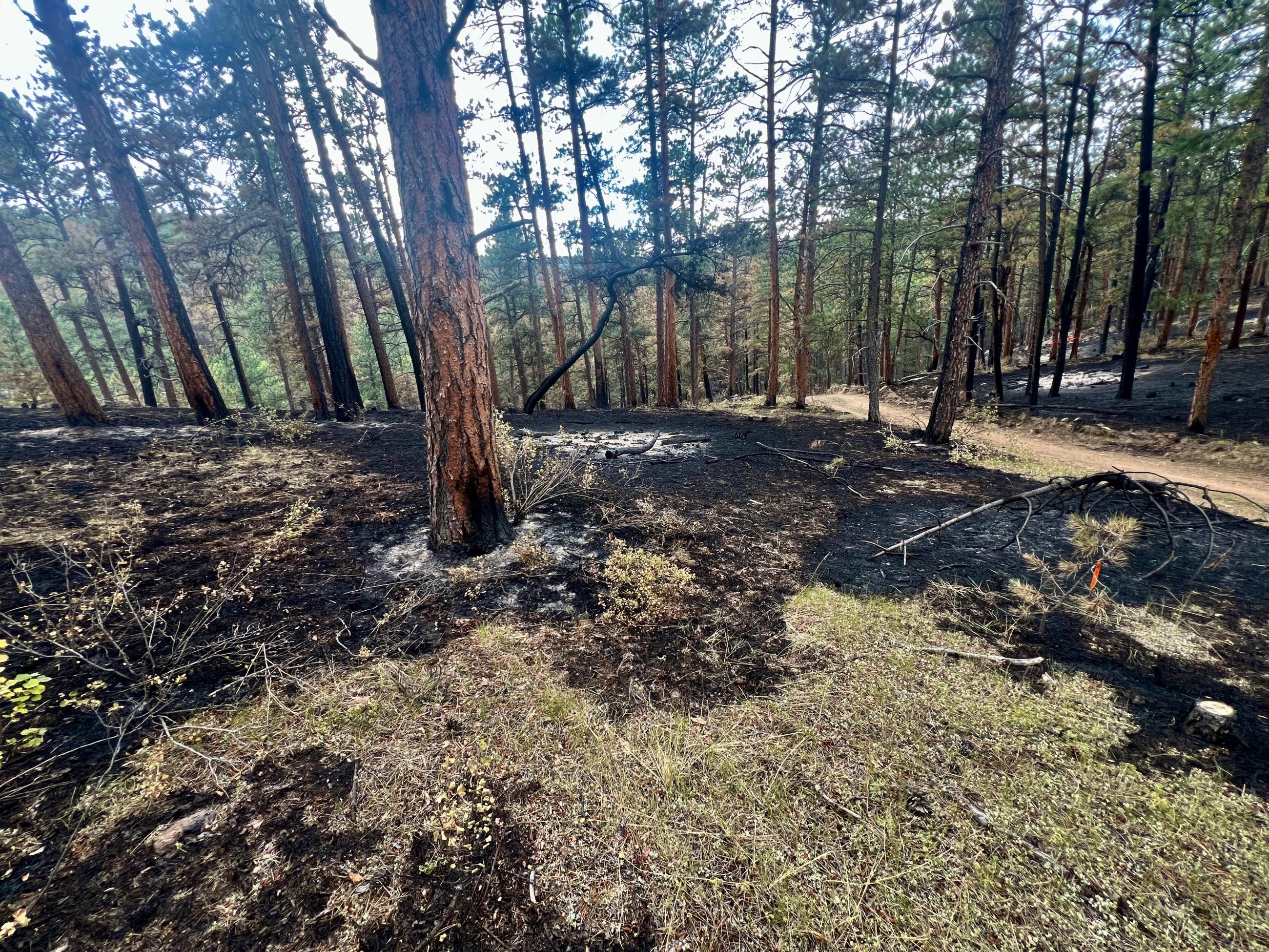 Burned and unburned grass and trees are shown near a two-track road.